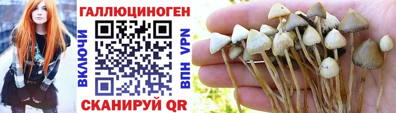 Галлюциногенные грибы Cubensis Купить Суоярви